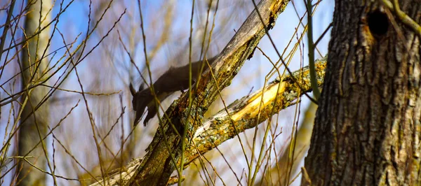 Squirrel Tree Nature — Stock Photo, Image