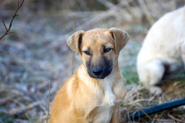 stock image image of a stray dogs on cold february morning.