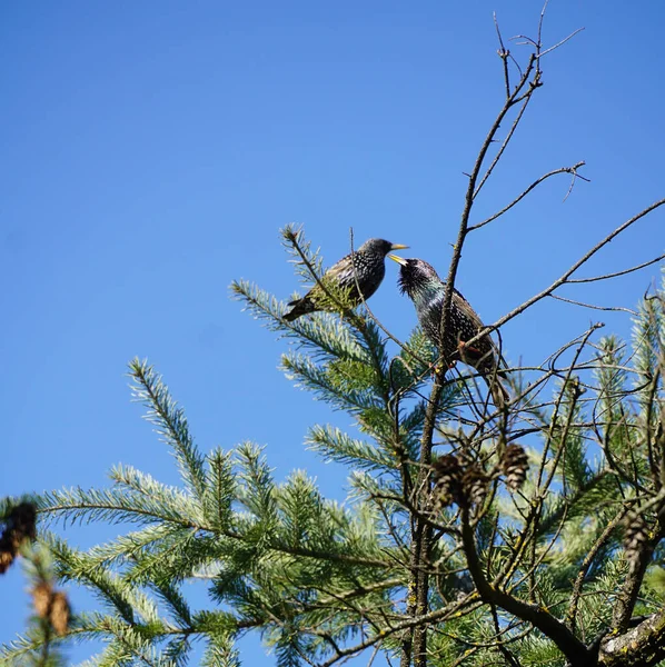 Two Common Starling Birds Sturnus Vulgaris Perching Branch Evergreen Tree — Stock Photo, Image