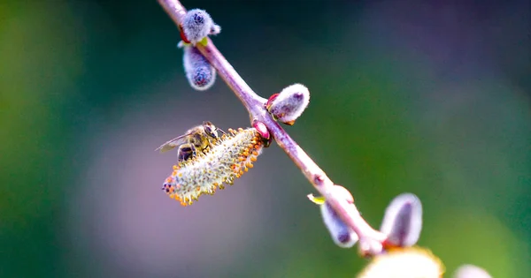 꽃가루를 모은다 버드나무가지 봄에는우아 버드나무의 꽃가루를 모으는 활동적 작업을 합니다 — 스톡 사진