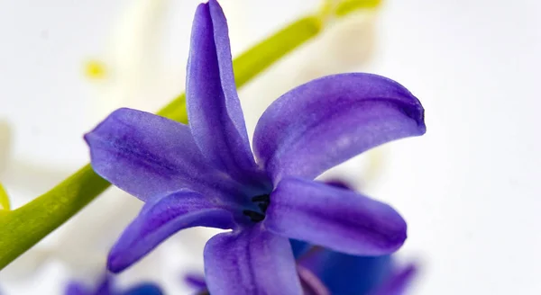 Zbliżenie Wizerunek Wiosennego Kwiatu Hiacynt — Zdjęcie stockowe