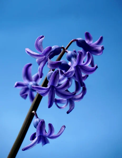 Nahaufnahme Bild Einer Frühlingsblumen Hyazinthe — Stockfoto