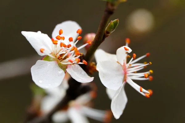 Plum Blossom Spring Season Concept Close — Stock Photo, Image