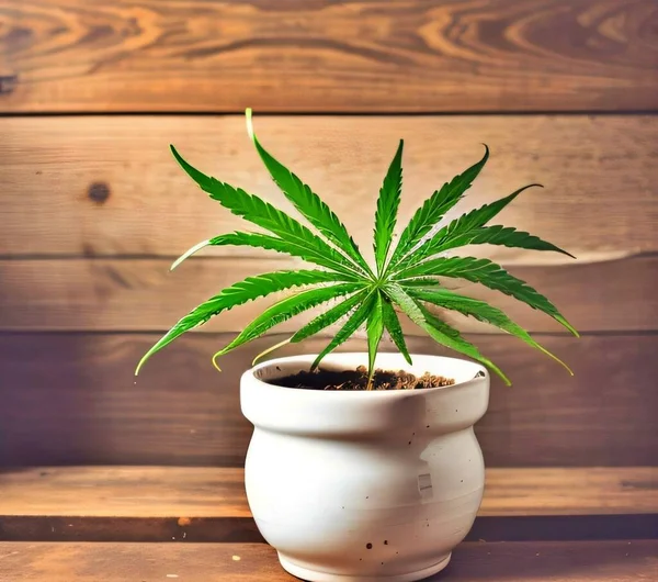 Cannabis Pflanze Auf Dem Smartphone Suchtkonzept — Stockfoto