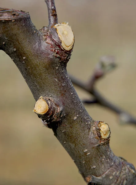 Close Ramo Podado Uma Macieira Início Primavera — Fotografia de Stock