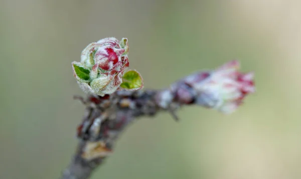 Lkbaharda Bir Elma Ağacının Dallarında Tomurcuklar Makro — Stok fotoğraf