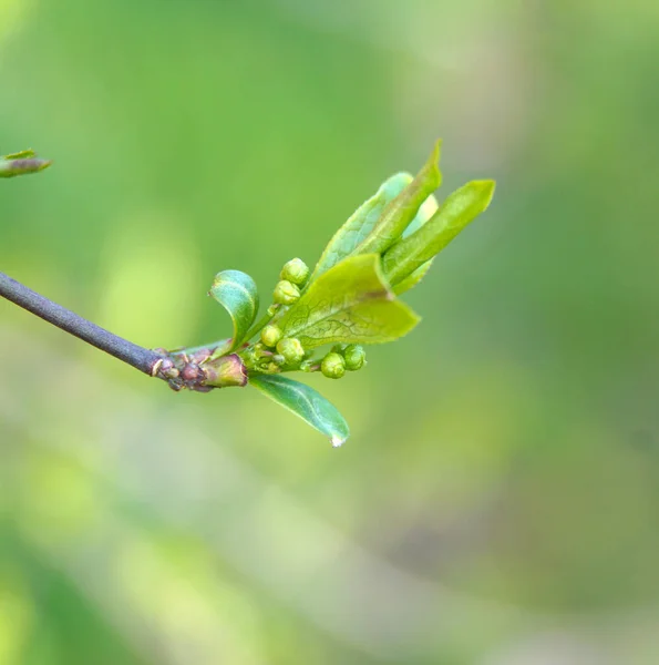 Spring Branch Young Green Leaves Buds Blurred Green Background — Stock Photo, Image