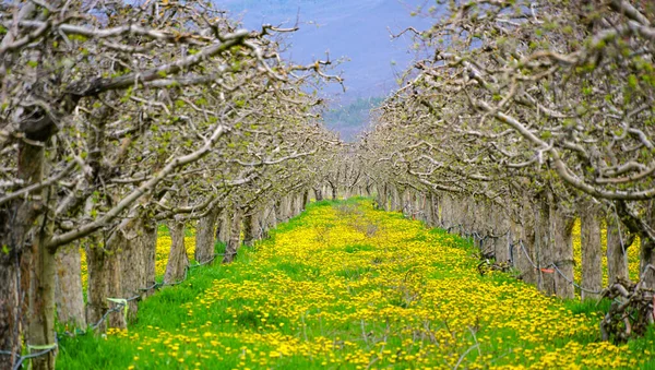 dandelions in an apple orchard in spring before full blossoming.