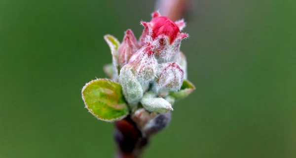 Äpple Grenar Med Knoppar Innan Blomningen Suddig Bakgrund Våren Fruktträdgård — Stockfoto