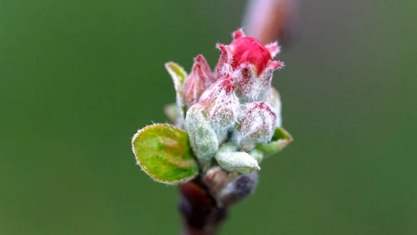 Äpple Grenar Med Knoppar Innan Blomningen Suddig Bakgrund Våren Fruktträdgård — Stockfoto