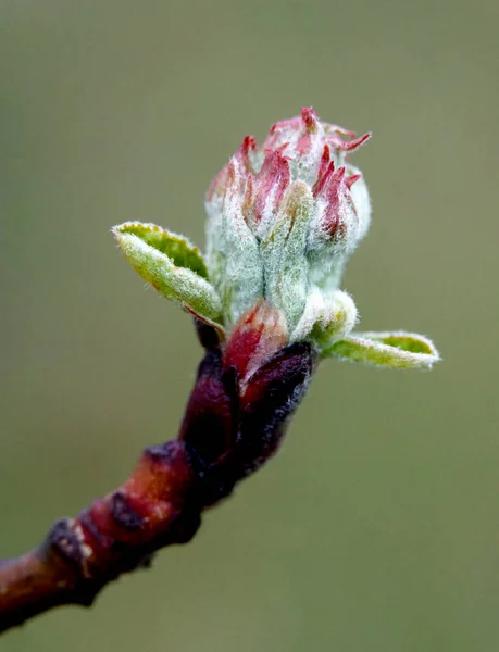 Apple Branches Buds Flowering Blurred Background Spring Orchard Close Apple — Stock Photo, Image