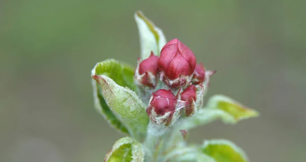 Ramas Manzana Con Brotes Antes Floración Sobre Fondo Borroso Primavera —  Fotos de Stock