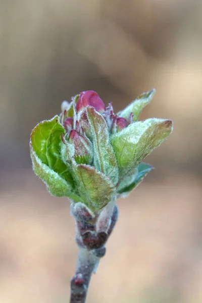 Яблучні Бруньки Перед Цвітінням Розмитому Тлі Весна Саду Крупним Планом — стокове фото