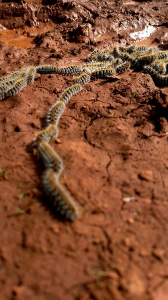 Pityocampa Pine Processionary Caterpillars Form Long Trains Dangerous Humans Animals — Stock Photo, Image