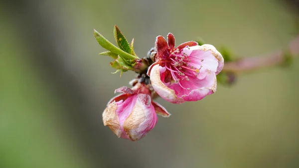 Broskvový Květ Zblízka Přírodě — Stock fotografie