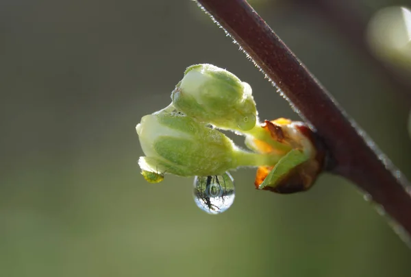 Цветок Сливы Каплей Дождя Вблизи Природе — стоковое фото