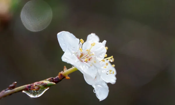 Pflaumenblüte Mit Regentropfen Aus Nächster Nähe Der Natur — Stockfoto