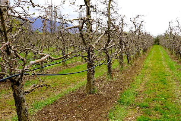 Fresh Plowed Apple Orchard Spring Image — Stock Photo, Image