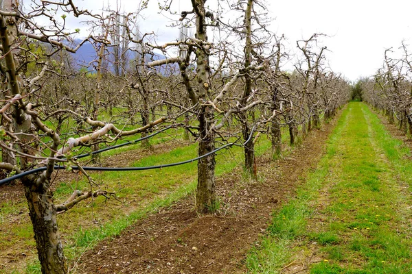 新鲜犁苹果果园在春天 一个形象 图库图片