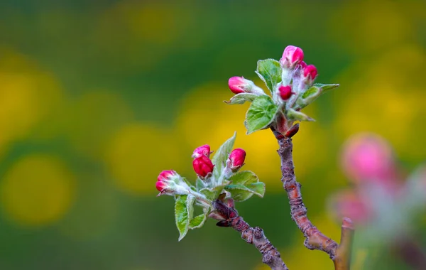Vår Blomma Äpple Blommor Fruktträdgård April Vår — Stockfoto