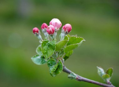 Elma ağacının dalında güzel çiçekler baharda açan bir meyve bahçesi ve nisan ayında mayıs başında..