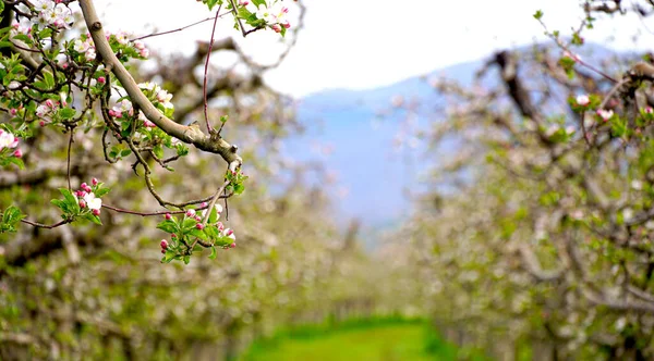 苹果树枝条上的美丽花朵 春天开花的果园 五月初开的四月 — 图库照片