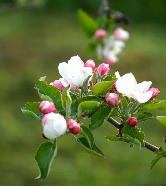 Elma Ağacının Dalında Güzel Çiçekler Baharda Açan Bir Meyve Bahçesi — Stok fotoğraf