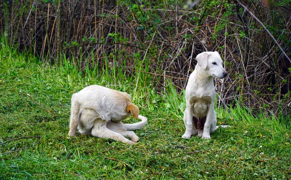 Två Hemlösa Herrelösa Hundar Gräs Våren — Stockfoto