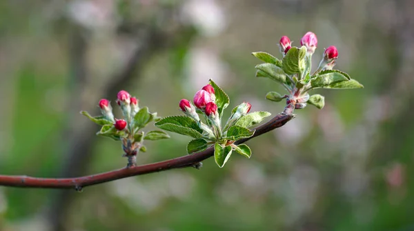 Flores Bonitas Ramo Uma Árvore Maçã Pomar Florescente Primavera Abril — Fotografia de Stock