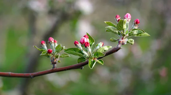 Elma Ağacının Dalında Güzel Çiçekler Baharda Açan Bir Meyve Bahçesi - Stok İmaj