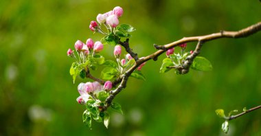 Elma ağacının dalında güzel çiçekler baharda açan bir meyve bahçesi ve nisan ayında mayıs başında..