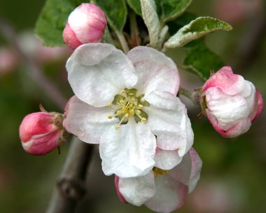 Elma ağacının dalında güzel çiçekler baharda açan bir meyve bahçesi ve nisan ayında mayıs başında..