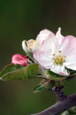 Elma ağacının dalında güzel çiçekler baharda açan bir meyve bahçesi ve nisan ayında mayıs başında..
