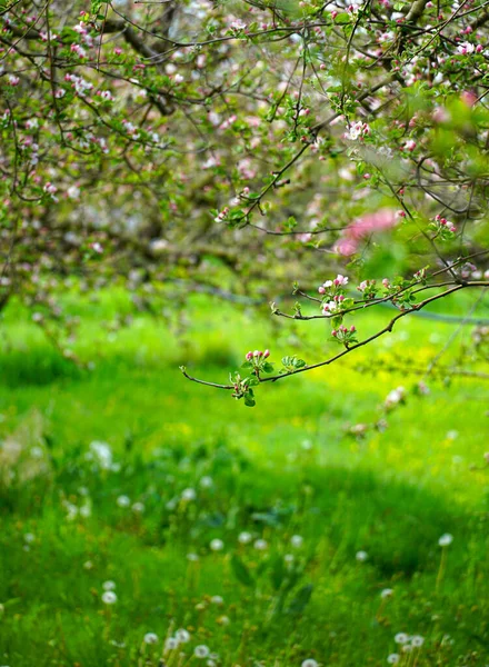 Hermosas Flores Una Rama Manzano Huerto Floreciente Primavera Abril Comienzo — Foto de Stock