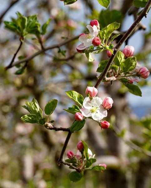 Belles Fleurs Sur Une Branche Pommier Verger Fleuri Printemps Avril — Photo