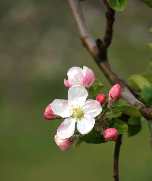 Piękne Kwiaty Gałęzi Jabłoni Kwitnący Sad Wiosną Kwiecień Początek Maja — Zdjęcie stockowe