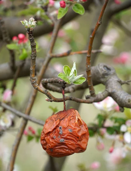 rotten apple and flowers on a twig in an orchard in spring, new life concept.