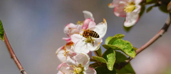 蜜蜂在苹果树上采蜜 春天开花 苹果树开花结果 — 图库照片