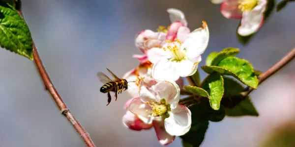 사과나무에 꽃가루를 모으는 벌들은 피웁니다 꽃피는 사과나무 — 스톡 사진