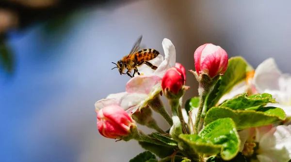 사과나무에 꽃가루를 모으는 벌들은 피웁니다 꽃피는 사과나무 — 스톡 사진