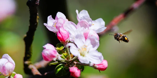 Méhecske Virágport Gyűjt Almafa Virágzó Virágain Tavasszal — Stock Fotó