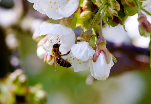 사과나무에 꽃가루를 모으는 벌들은 피운다 — 스톡 사진