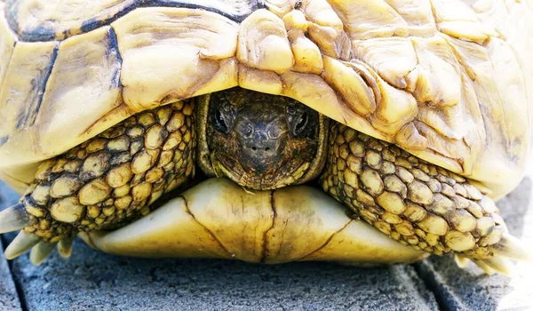 Large Turtle Crossing Pavement Street Very Slowly — Stock Photo, Image