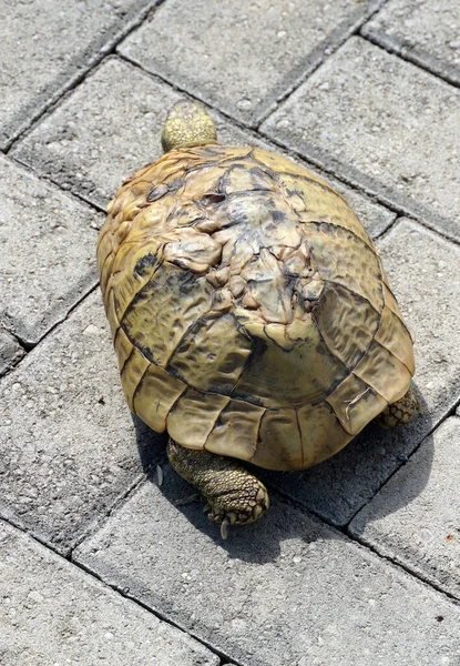 Duży Żółw Przechodzący Przez Ulicę Chodnika Bardzo Powoli — Zdjęcie stockowe