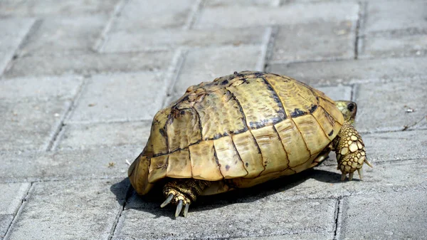 Büyük Kaplumbağa Kaldırımdan Yavaşça Geçiyor — Stok fotoğraf