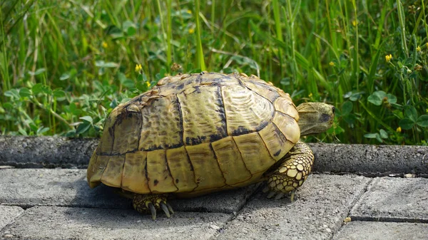 Büyük Kaplumbağa Kaldırımdan Yavaşça Geçiyor — Stok fotoğraf