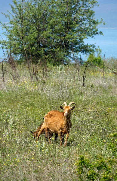 Keçiler Doğada Keçinin Portresi — Stok fotoğraf