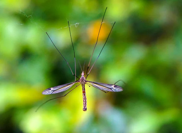 Mücke Auf Einem Spinnennetz Gefangen Hintergrund Verschwimmt — Stockfoto