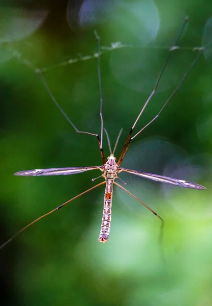 クモの巣に閉じ込められた蚊背景をぼかす — ストック写真