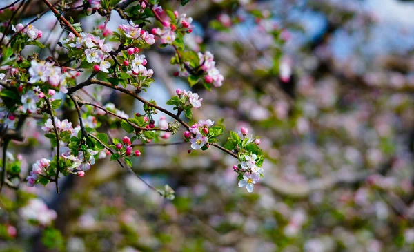 Квітуча Яблуня Саду Навесні Проти Сонячний День Природі Відкритому Повітрі — стокове фото
